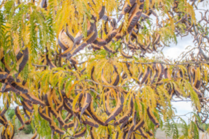 Honey Locust Seed Pods